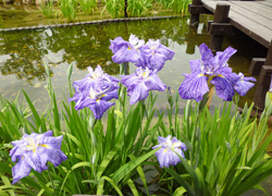 菖蒲園